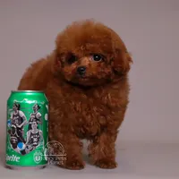 TARIX CHINESE TRUE SMALL TOY, a male Poodle - Toy  for sale in Miami, FL – Photo 3 of 8