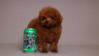 TARIX CHINESE TRUE SMALL TOY, a male Poodle - Toy  for sale in Miami, FL – Photo 2 of 4