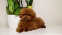 TARIX CHINESE TRUE SMALL TOY, a male Poodle - Toy  for sale in Miami, FL – Photo 6 of 8