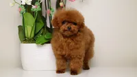 TARIX CHINESE TRUE SMALL TOY, a male Poodle - Toy  for sale in Miami, FL – Photo 8 of 8
