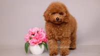 Eva Red Teddy Bear, a female Poodle - Miniature  for sale in Miami, FL – 4 of 5