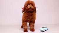 VISITA PER FORTUNA SHERI , a male Poodle - Toy  for sale in Miami, FL – 6 of 6