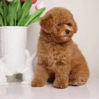 Simba Apricot mini teddy bear , a male Poodle - Toy  and Poodle - Miniature  for sale in Miami, FL – Photo 2 of 3