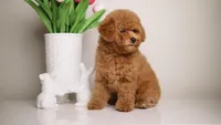 Simba Apricot mini teddy bear , a male Poodle - Toy  and Poodle - Miniature  for sale in Miami, FL – Photo 2 of 3