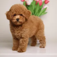Simba Apricot mini teddy bear , a male Poodle - Toy  and Poodle - Miniature  for sale in Miami, FL – Photo 1 of 3