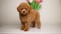 Simba Apricot mini teddy bear , a male Poodle - Toy  and Poodle - Miniature  for sale in Miami, FL – Photo 1 of 3