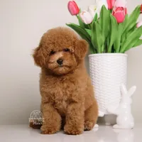 Simba Apricot mini teddy bear , a male Poodle - Toy  and Poodle - Miniature  for sale in Miami, FL – Photo 3 of 3