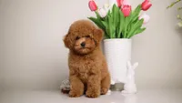 Simba Apricot mini teddy bear , a male Poodle - Toy  and Poodle - Miniature  for sale in Miami, FL – Photo 3 of 3