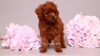 Elara tcup, a female Poodle - Toy  for sale in Miami, FL – 3 of 6