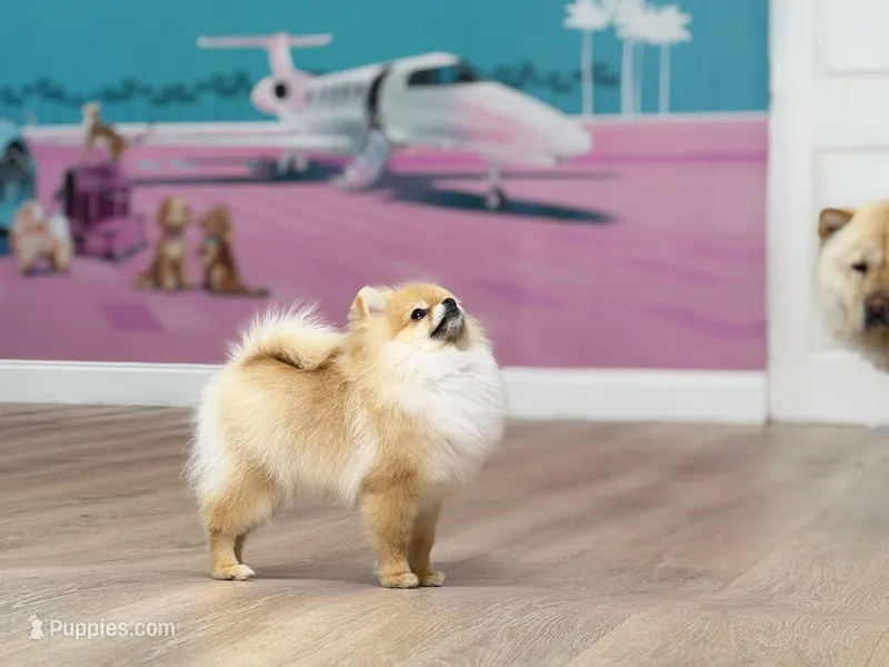 Valentina teacup pom – Pomeranian puppy for sale in Miami, FL
