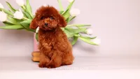Darling, a female Poodle - Toy  for sale in Miami, FL – 2 of 5