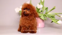 Baby Donna, a female Poodle - Toy  for sale in Miami, FL – 4 of 5