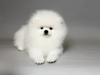 Nigel white teddy bear, a male Pomeranian for sale in Miami, FL – Photo 5 of 5