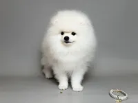 Nigel white teddy bear, a male Pomeranian for sale in Miami, FL – Photo 4 of 5