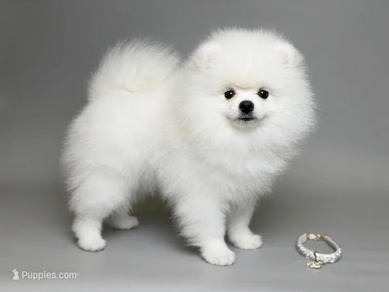 Nigel white teddy bear – Pomeranian puppy for sale in Miami, FL