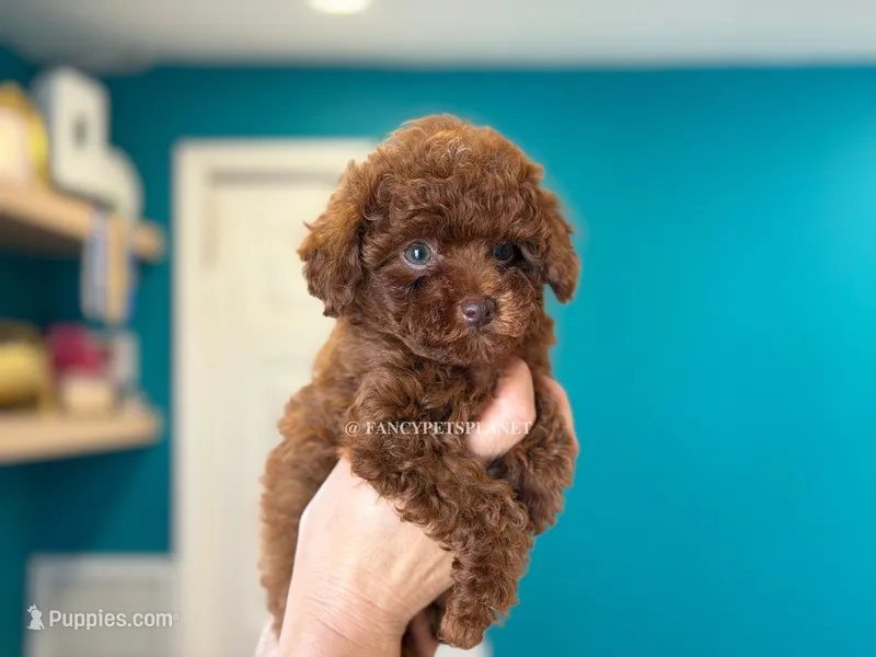 Green eyed Kiss of Life  – Poodle - Toy  puppy for sale in Miami, FL