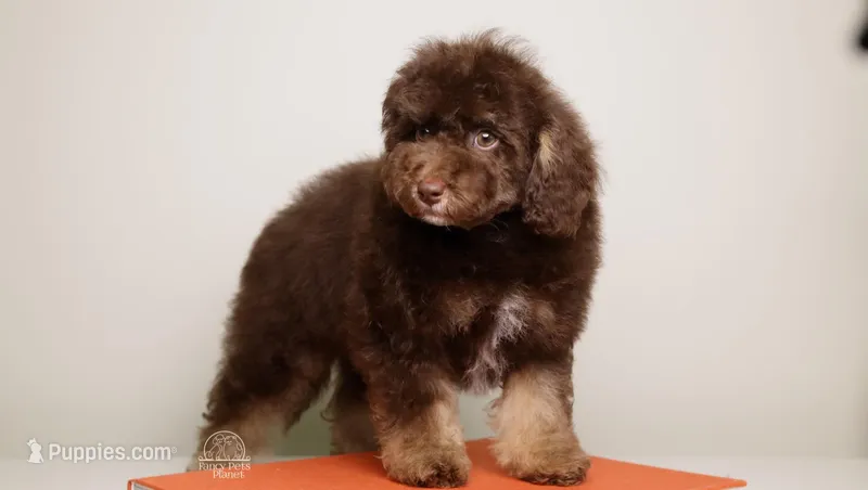 LUCIAN — CHOCOLATE PHANTOM MALE WITH WHITE POINTS – Poodle - Miniature  puppy for sale in Miami, FL