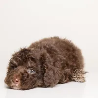LUCIAN — CHOCOLATE PHANTOM MALE WITH WHITE POINTS, a male Poodle - Miniature  for sale in Miami, FL – Photo 5 of 6
