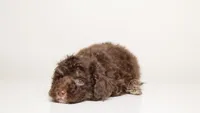 LUCIAN — CHOCOLATE PHANTOM MALE WITH WHITE POINTS, a male Poodle - Miniature  for sale in Miami, FL – Photo 2 of 3