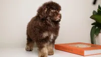 LUCIAN — CHOCOLATE PHANTOM MALE WITH WHITE POINTS, a male Poodle - Miniature  for sale in Miami, FL – Photo 3 of 6