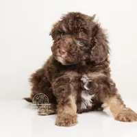 LUCIAN — CHOCOLATE PHANTOM MALE WITH WHITE POINTS, a male Poodle - Miniature  for sale in Miami, FL – Photo 6 of 6