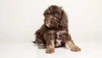 LUCIAN — CHOCOLATE PHANTOM MALE WITH WHITE POINTS, a male Poodle - Miniature  for sale in Miami, FL – Photo 3 of 3
