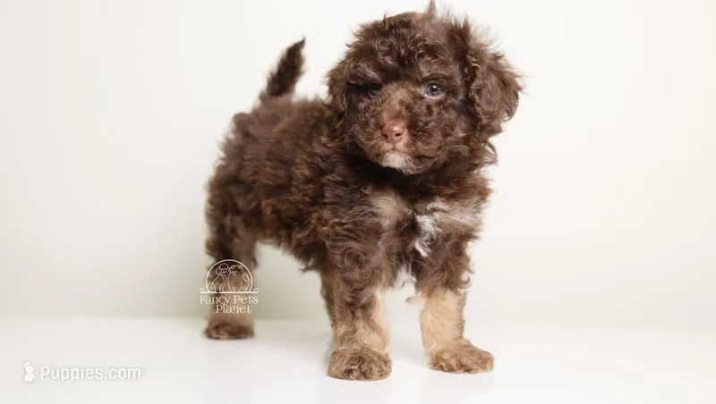 LUCIAN — CHOCOLATE PHANTOM MALE WITH WHITE POINTS