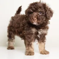LUCIAN — CHOCOLATE PHANTOM MALE WITH WHITE POINTS, a male Poodle - Miniature  for sale in Miami, FL – Photo 4 of 6
