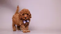 Jasper, a male Poodle - Toy  for sale in Miami, FL – 3 of 3