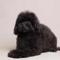 Benji black teddy bear puppy, a male Poodle - Toy  and Poodle - Miniature  for sale in Miami, FL – Photo 3 of 3