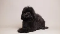 Benji black toy puppy, a male Poodle - Toy  for sale in Miami, FL – Photo 3 of 3