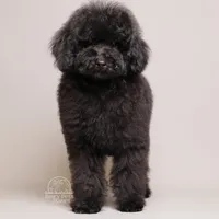 Benji black teddy bear puppy, a male Poodle - Toy  and Poodle - Miniature  for sale in Miami, FL – Photo 1 of 3