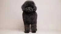 Benji black toy puppy, a male Poodle - Toy  for sale in Miami, FL – Photo 1 of 3