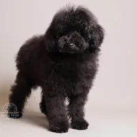 Benji black teddy bear puppy, a male Poodle - Toy  and Poodle - Miniature  for sale in Miami, FL – Photo 2 of 3