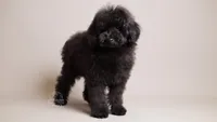 Benji black toy puppy, a male Poodle - Toy  for sale in Miami, FL – Photo 2 of 3