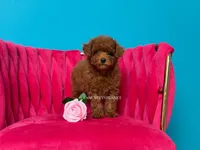 Keeper of Secrets, a male Poodle - Toy  for sale in Miami, FL – 2 of 5