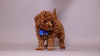 COPPER , a male Poodle - Toy  for sale in Miami, FL – 4 of 4