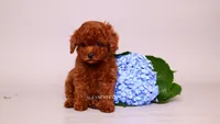 Ernest , a male Poodle - Toy  for sale in Miami, FL – 5 of 6