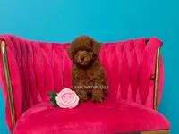Keeper of Secrets, a male Poodle - Toy  for sale in Miami, FL – 5 of 5