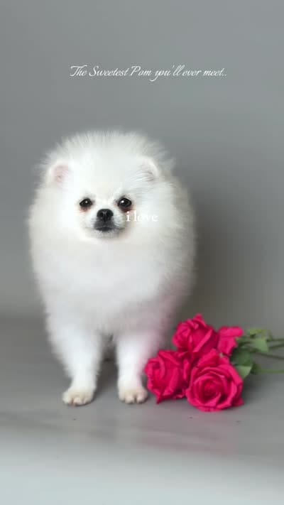 Nicoletta Von Rikos, a female Pomeranian for sale in Miami, FL – 3 of 5