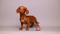 Chip cream boy, a male Miniature Dachshund for sale in Miami, FL – 2 of 3