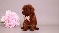 Elodie, a female Poodle - Toy  for sale in Miami, FL – 5 of 5