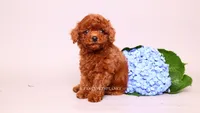 Ernest , a male Poodle - Toy  for sale in Miami, FL – 2 of 6
