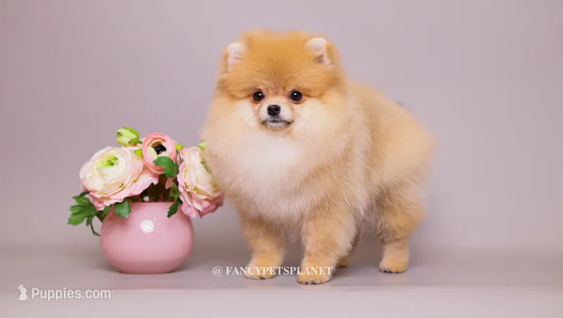 Valentina teacup pom – Pomeranian puppy for sale in Miami, FL