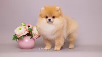 Valentina, a female Pomeranian for sale in Miami, FL – 3 of 3