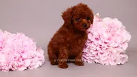 Elara tcup, a female Poodle - Toy  for sale in Miami, FL – 5 of 6