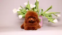 Baby Donna, a female Poodle - Toy  for sale in Miami, FL – 3 of 5