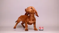 Chip cream boy, a male Miniature Dachshund for sale in Miami, FL – 1 of 3