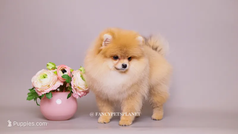 Valentina – Pomeranian puppy for sale in Miami, FL