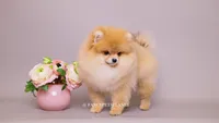 Valentina, a female Pomeranian for sale in Miami, FL – 1 of 3